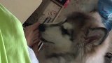 狗子这是啥啊！太好吃了吧！