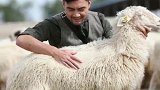 宁夏唯一！宁夏“盐池滩羊” 国家地理标志产品保护示范区获批筹建。