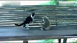 厉害了！泰国猴子与猫的决斗直接让你笑喷！