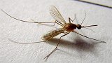一手50只蚊子，被称为“世界四大蚊虫王国”！这地方还在中国！