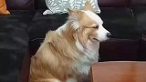 狗子打架打输了回家还得挨骂，一脸的委屈