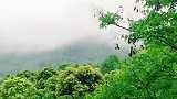 宁静的山村，云雾缭绕的清晨，空气清新，听鸟语声声
