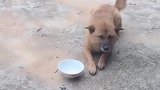 狗子：敢抢我的东西吃，信不信我吃鸡肉！