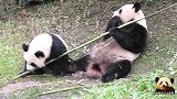 熊猫圆梦渴望有竹同享，妈妈可不答应：别闹，一边儿玩去！