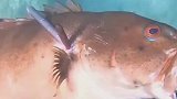 猜猜什么鱼，其实也无所谓了，好吃就够了