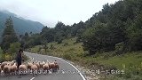 袋鼠骑在山羊身上，暴躁山羊有苦说不出，太憋屈了