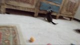 小奶猫萌的像玩具，一副天真无邪的样子，让人怜惜
