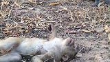 猴子爬电线杆遭电击，虽几经挣扎和救助，最后受内伤没能幸免