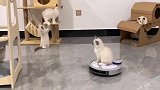 家里买了扫地机器人，就成了猫咪新座驾，眼前一幕忍住别笑！