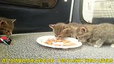 别的小奶猫在吃食物，而这只小奶猫啃盘子，太蠢萌了
