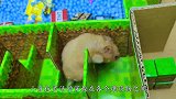 小仓鼠大战愤怒的僵尸，它能成功逃出生天吗？看完你可别不信！