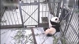熊猫：我这么可爱，你怎么舍得把我关起来 ！