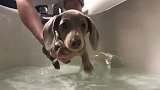 主人让小狗在家里练习游泳，狗：这都小意思