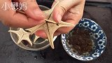 广东靓汤：猫爪草云茯煲瘦肉，清香好喝，做法简单