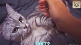 主人嫌弃主人拒绝抚摸，下一秒主人伸出“魔爪”，猫咪反应亮点