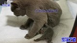 猫爸爸第一次见小奶猫，逃离不成竟伸手就打，猫妈怒了后果很严重