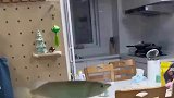 花了六百六十元，买了条小翘嘴