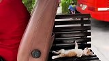 国外公交大叔收养的流浪猫，每天跟着上班，网友记录了这和谐的一幕！