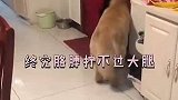 叔叔遛狗像军训，狗子怂了