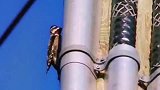 网友一只啄木鸟的执着
