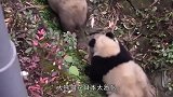 大熊猫在日本太嚣张，竟成了动物园中的小霸王，碰到美女就求抱抱