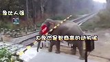 监控拍下大象冒险一幕  大象自提栏杆横穿铁轨