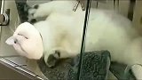 猫咪睡一觉醒来，发现头卡住了，狸花猫：别看了，快救朕！