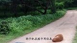 一只狼和一只狗，隔着铁门气势汹汹，主人打开笼子后尴尬了！