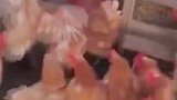 老鹰“误入”鸡笼结果被“反杀