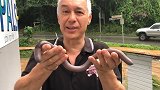 澳大利亚：连动物都受不了了！巨型蚯蚓进入房间躲避洪水