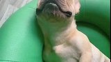 狗子：我睡得太香了，铲屎的你别打扰我！
