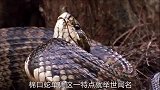 这种蛇隐匿在树上，其肤色和树叶交融，随时偷袭猎物