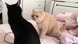 猫咪：友谊说打架就打架，只留下一床猫毛