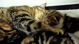 毛毯上玩耍的小奶猫们,这萌萌哒的小眼神,萌的我心都化了!