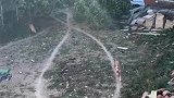 狗子每天按照固定路线散步，草地都被踩出了痕迹