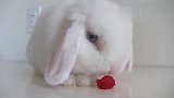 小白兔吃草莓，别看它嘴巴小吃的可快了，吃完了还会擦嘴巴