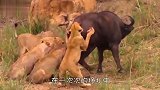 两只狮子抓捕角马，还以为胜券在握，结果惨遭开肠破肚