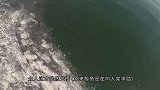 鲸鱼母子向人类求救，当看到鲸鱼密密麻麻的伤口后，让人泪目