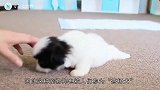 3000元一只的茶杯犬，到底是怎么来的看完你还忍心养吗