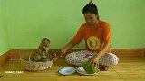 主人给小猴子剥水果，看它们迫不及待的样子，太萌了