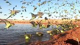 澳大利亚：数千只虎皮鹦鹉被拍到在爱丽丝泉一处水源盘旋