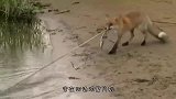 狐狸埋伏野猫，凶狠野猫反手挑衅，怎料狐狸灰溜溜的跑了