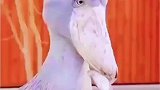 我可是能和鳄鱼单挑的