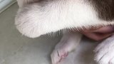 这小爪就是不肯松手