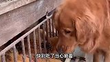 搞笑配音：鸡：忍一忍风平浪静，退一步越想越亏谁让咱们打不过它