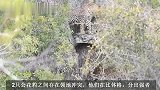公花豹的文斗：比拼体型后，胜者占有羚羊