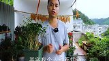 茉莉花每年能开几次花？教你数一数，不数还真不知道