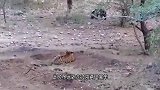狮子埋伏1只花豹，花豹突然感觉不对劲，想跑还来得及吗