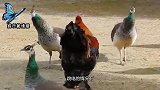 为什么说“鸡犬不宁”？它们之间还有恩怨，看完笑掉大牙！
