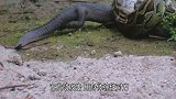 动物世家的可怕杀手，蟒蛇绞杀鳄鱼的瞬间动作快的可怕